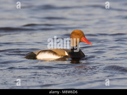 Rosso-crested Pochard nuoto maschio; Krooneend uomo zwemmend Foto Stock