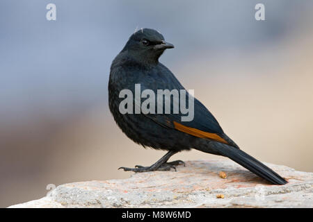 Roodvleugelspreeuw zittend op een marcisce; African Red-winged Starling arroccata su una roccia Foto Stock