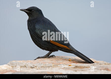 Roodvleugelspreeuw zittend op een marcisce; African Red-winged Starling arroccata su una roccia Foto Stock