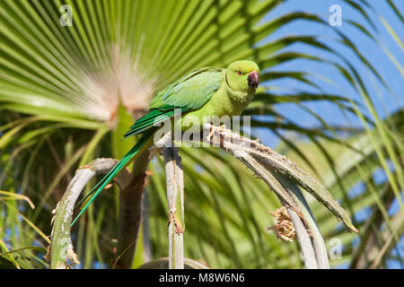 Halsbandparkiet, Rose-inanellati parrocchetto, Psittacula krameri Foto Stock