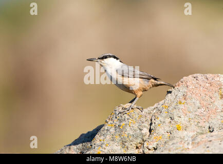 Rotsklever zittend op een marcisce; roccia occidentale picchio muratore arroccata su una roccia Foto Stock