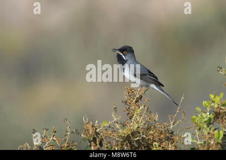 Rüppells Trillo maschio cantare; Rüppells Grasmus uomo zingend Foto Stock