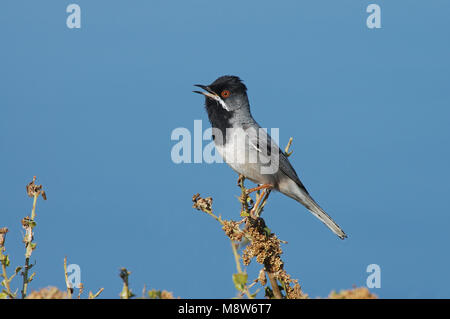 Rüppells Trillo maschio cantare; Rüppells Grasmus uomo zingend Foto Stock