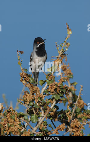 Rüppells Trillo maschio cantare; Rüppells Grasmus uomo zingend Foto Stock