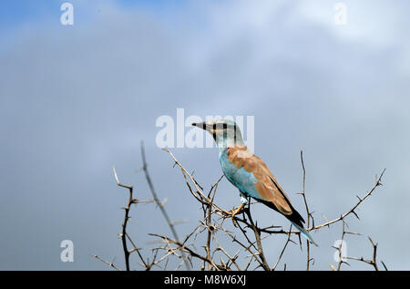 Rullo eurasiatica (Coracias garrulus). Un estate migrante a Sud Africa Foto Stock