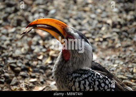 Sud Africa Yellowbilled Hornbill (Tockus leucomelas) Foto Stock