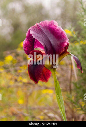 Iris selvatici Argaman ( Iris atropurpurea) o Iris costiera in fiore nel campo primaverile.La sua stagione in febbraio e marzo in Medio Oriente e fiori m Foto Stock