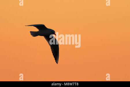 In Kokmeeuw vlucht incontrato zonsondergang, comune a testa nera gabbiano in volo nel tramonto Foto Stock