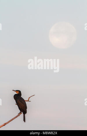 Aalscholver zittend op tak bij volle maan; cormorani appollaiato sul ramo a luna piena Foto Stock