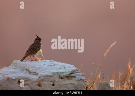 Kuifleeuwerik, comune Crested Lark, Galerida cristata Foto Stock