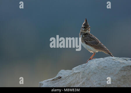 Kuifleeuwerik, comune Crested Lark, Galerida cristata Foto Stock