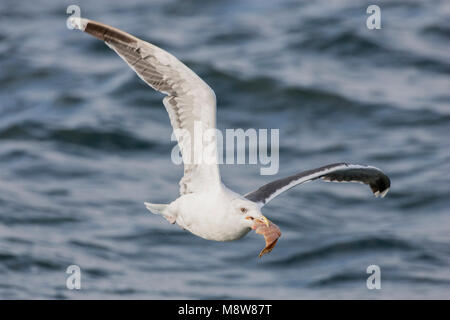 Volwassen Grote Mantelmeeuw vliegend incontrato vangst in de bek; maggiore nero-backed Gull adulto battenti con fermo nel suo becco Foto Stock