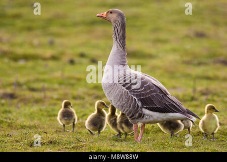 Grauwe Gans ha incontrato jongen, grigio-lag Goose con i giovani Foto Stock