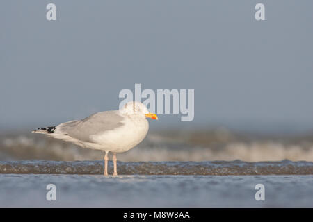 Zilvermeeuw staand in branding; Aringa Gabbiano in piedi di surf Foto Stock