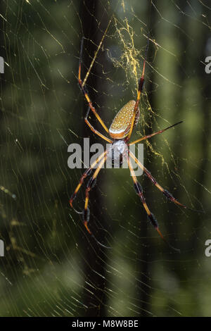 Seta dorata orb-weaver spider sul web Foto Stock