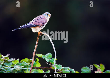 Mannetje Torenvalk zittend op taki; Comune gheppio maschio appollaiato su un ramo Foto Stock