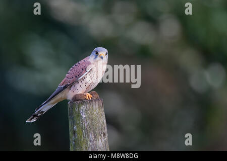 Mannetje Torenvalk zittend op taki; Comune gheppio maschio appollaiato su un ramo Foto Stock