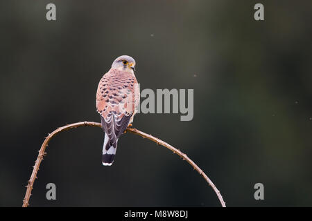 Mannetje Torenvalk zittend op taki; Comune gheppio maschio appollaiato su un ramo Foto Stock