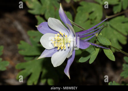 Colorado colombine blu fiore Foto Stock