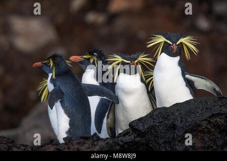 Noordelijke Rotsspringers op Gough, Northern pinguini saltaroccia su Gough Foto Stock