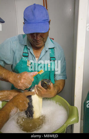 Schoonmaken van olie Noordelijke Rotsspringer, pulizia olio dal nord del pinguino saltaroccia Foto Stock