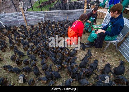 Schoonmaken van olie Noordelijke Rotsspringer, pulizia olio dal nord del pinguino saltaroccia Foto Stock