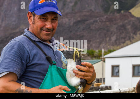 Noordelijke Rotsspringers besmeurd incontrato olie, Northern pinguini saltaroccia con olio Foto Stock