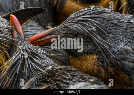 Noordelijke Rotsspringers besmeurd incontrato olie, Northern pinguini saltaroccia con olio Foto Stock