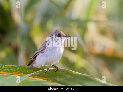 Balearische Vliegenvanger zittend op blad; Tirreno Flycatcher appollaiato sulla lamina Foto Stock