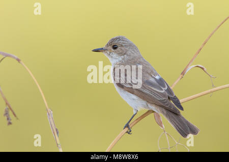 Balearische Vliegenvanger zittend; Tirreno Flycatcher (Muscicapa tyrrhenica) arroccato Foto Stock