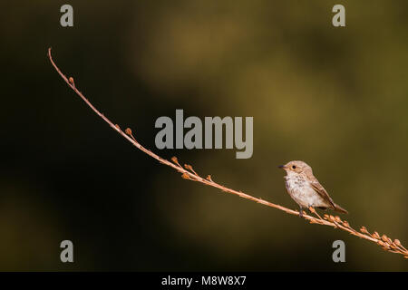 Balearische Vliegenvanger zittend; Tirreno Flycatcher (Muscicapa tyrrhenica) arroccato Foto Stock