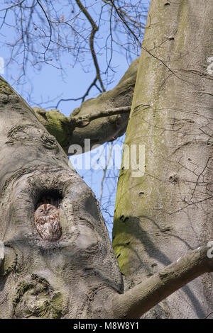 Bosuil; Allocco; Strix aluco Foto Stock