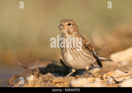 Linnet - Bluthänfling - Carduelis cannabina ssp. mediterranea, Croazia, 1cy Foto Stock