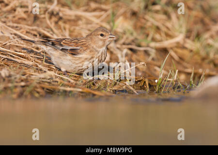 Linnet - Bluthänfling - Carduelis cannabina ssp. mediterranea, Croazia, 1cy Foto Stock