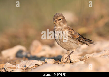 Linnet - Bluthänfling - Carduelis cannabina ssp. mediterranea, Croazia, 1cy Foto Stock