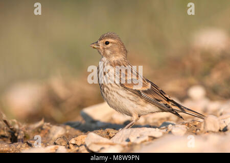 Linnet - Bluthänfling - Carduelis cannabina ssp. mediterranea, Croazia, 1cy Foto Stock