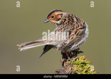 Poco Buntint - Zwergammer - Emberiza pusilla, Russia Foto Stock