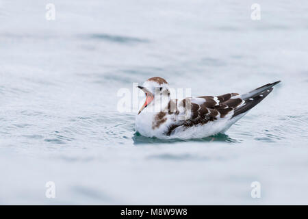 Dwergmeeuw, Little Gull, Hydrocoloeus minutus, Germania, capretti Foto Stock