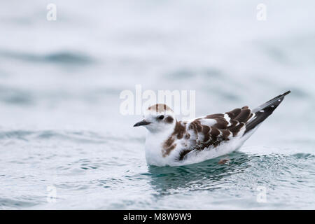 Dwergmeeuw, Little Gull, Hydrocoloeus minutus, Germania, capretti Foto Stock