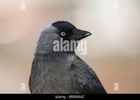 Russische Kauw, taccola Corvus monedula ssp. monedula, Germania, per adulti Foto Stock