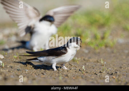 Casa settentrionale Martin - Mehlschwalbe - Delichon urbicum ssp. urbicum, Germania, per adulti Foto Stock