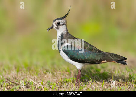 Kievit, la pavoncella, Vanellus vanellus, Germania adulto Foto Stock