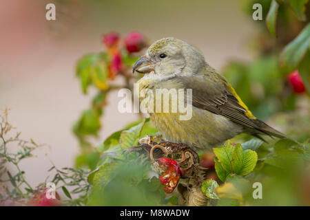 Parrot Crossbill - Kiefernkreuzschnabel - Loxia pytyopsittacus, Germania. femmina Foto Stock