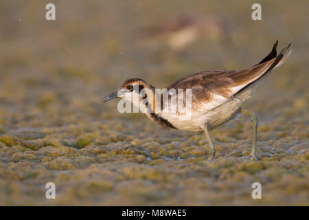 Pheasant-tailed Jacana - Fasanblatthühnchen - Hydrophasianus chirurgus, Oman, nonbreeding Foto Stock