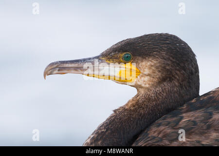 Bird immagine fatta da Ralph Martin Foto Stock