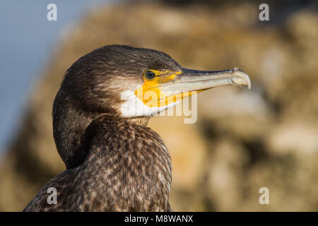 Bird immagine fatta da Ralph Martin Foto Stock