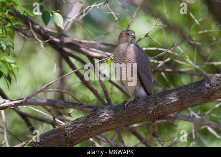 Bird immagine fatta da Ralph Martin Foto Stock