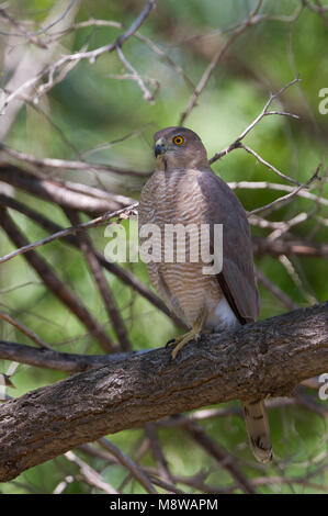 Bird immagine fatta da Ralph Martin Foto Stock