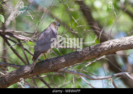 Bird immagine fatta da Ralph Martin Foto Stock