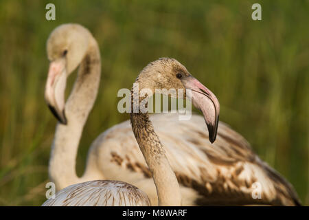 Bird immagine fatta da Ralph Martin Foto Stock